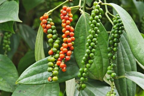 <a href="/thi-truong" title="Thị trường" rel="dofollow">Thị trường</a>