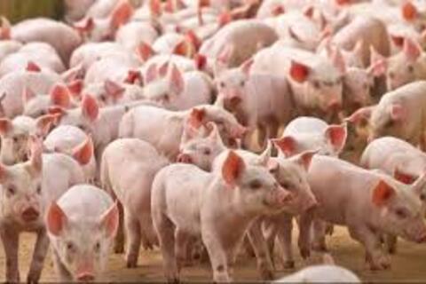 <a href="/thi-truong" title="Thị trường" rel="dofollow">Thị trường</a>