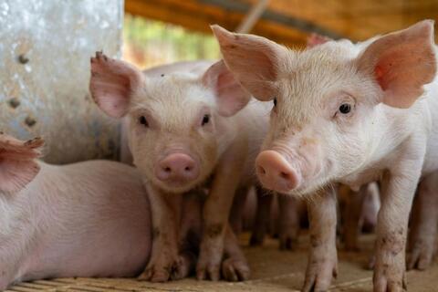 <a href="/thi-truong" title="Thị trường" rel="dofollow">Thị trường</a>