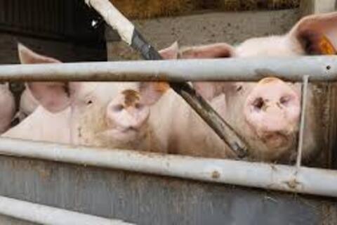 <a href="/thi-truong" title="Thị trường" rel="dofollow">Thị trường</a>