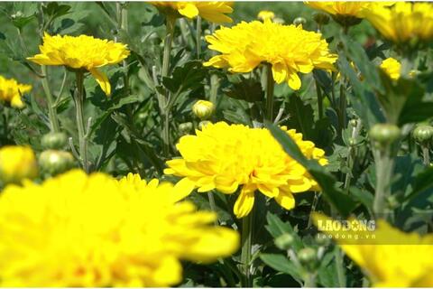 <a href="/thi-truong" title="Thị trường" rel="dofollow">Thị trường</a>