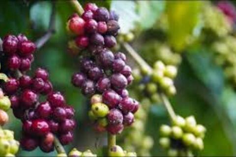 <a href="/thi-truong" title="Thị trường" rel="dofollow">Thị trường</a>