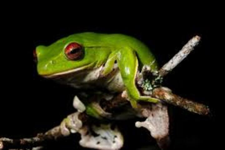 Nhà khoa học Việt Nam có nhiều công bố quốc tế nhất về các loài động vật mới  ​