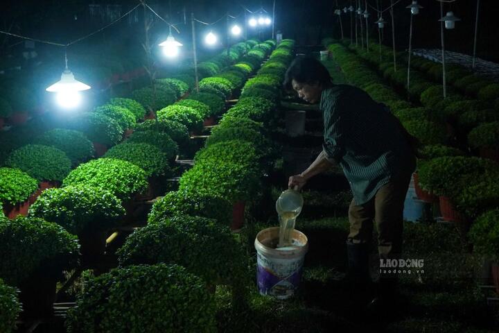 Cận Tết, người trồng hoa ở Cần Thơ chong đèn chăm hoa