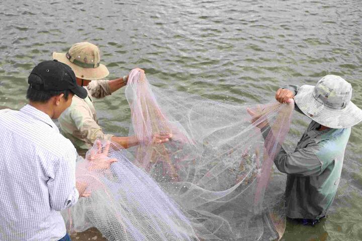 Giá tôm ở Cà Mau tăng 30 - 50%, người nuôi lãi gần 100.000 đồng/kg