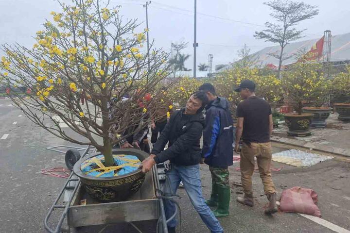 Chở thuê đào, mai dịp Tết kiếm tiền triệu mỗi ngày