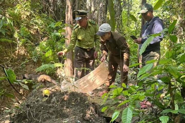 Thả 11 động vật hoang dã về Vườn Quốc gia Phong Nha - Kẻ Bàng
