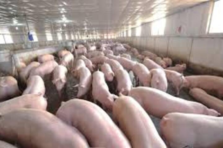 Giá heo hơi hôm nay 31.3: Liên tục giảm, có nơi về 60.000 đồng/kg