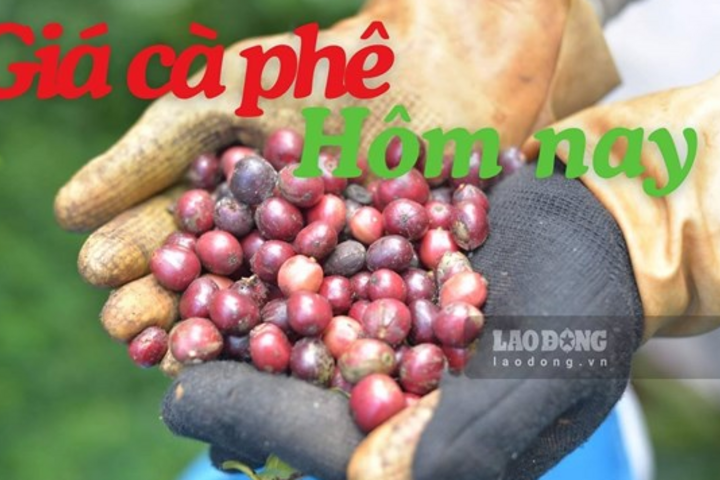 Giá cà phê hôm nay 24.7: Duy trì dưới mốc 97.000 đồng/kg