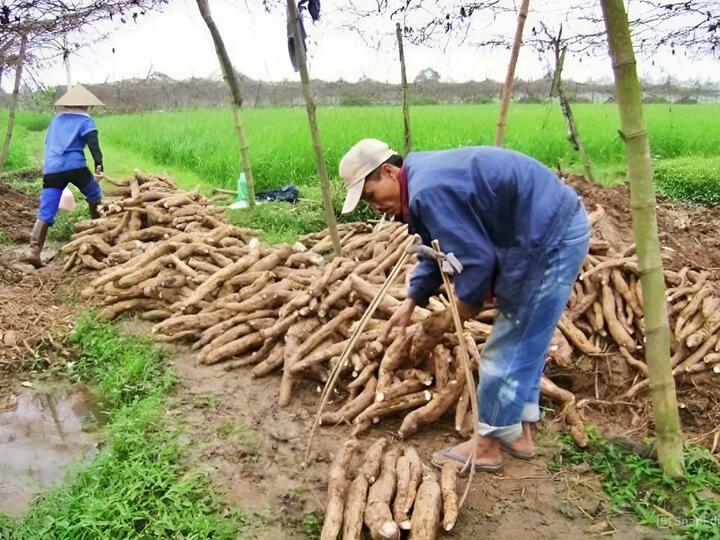 Bài toán vùng nguyên liệu cho xăng sinh học E10 trước giờ mở bán toàn quốc