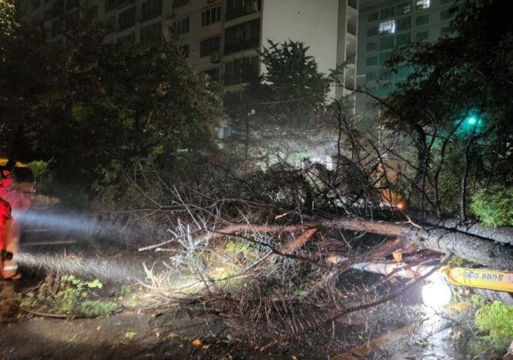 Siêu bão gây mưa lớn và gió mạnh ảnh hưởng tới thành phố cảng Busan lớn nhất của Hàn Quốc ngày 6.9. Ảnh chụp màn hình