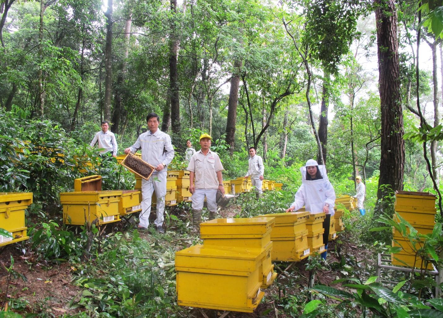 Tổng Giám đốc Honeco và tham vọng đưa mật ong Việt Nam ra thế giới - Ảnh 3.