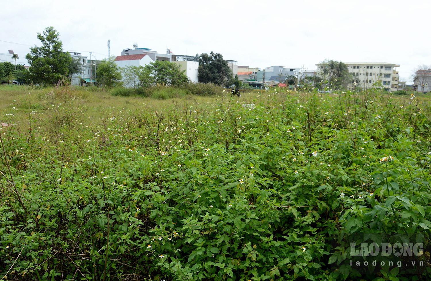 Dự án công viên tình yêu sau 8 năm chỉ là bãi đất trống, cây cỏ mọc um tùm. Ảnh: Ngọc Viên