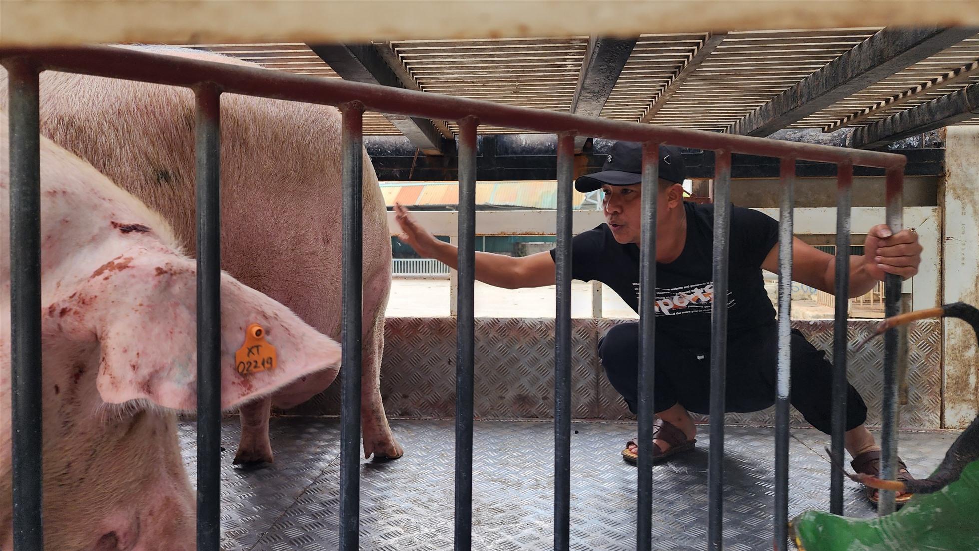 Giá thức ăn chăn nuôi tăng cao ảnh hưởng tới người chăn nuôi. Ảnh: Vĩnh Hoàng