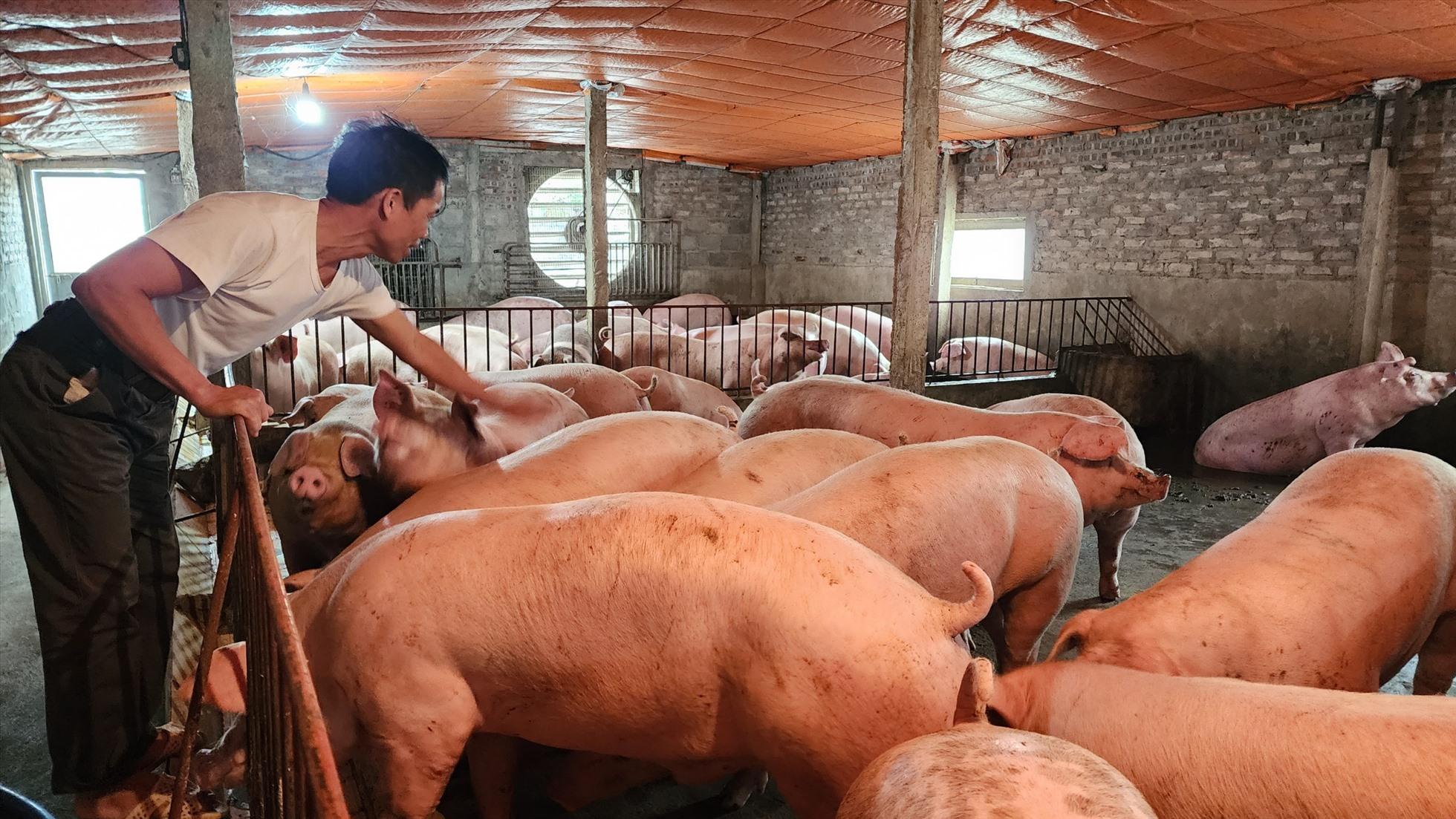 Người dân điêu đứng vì giá thức ăn chăn nuôi tăng chóng mặt. Ảnh: Văn Việt