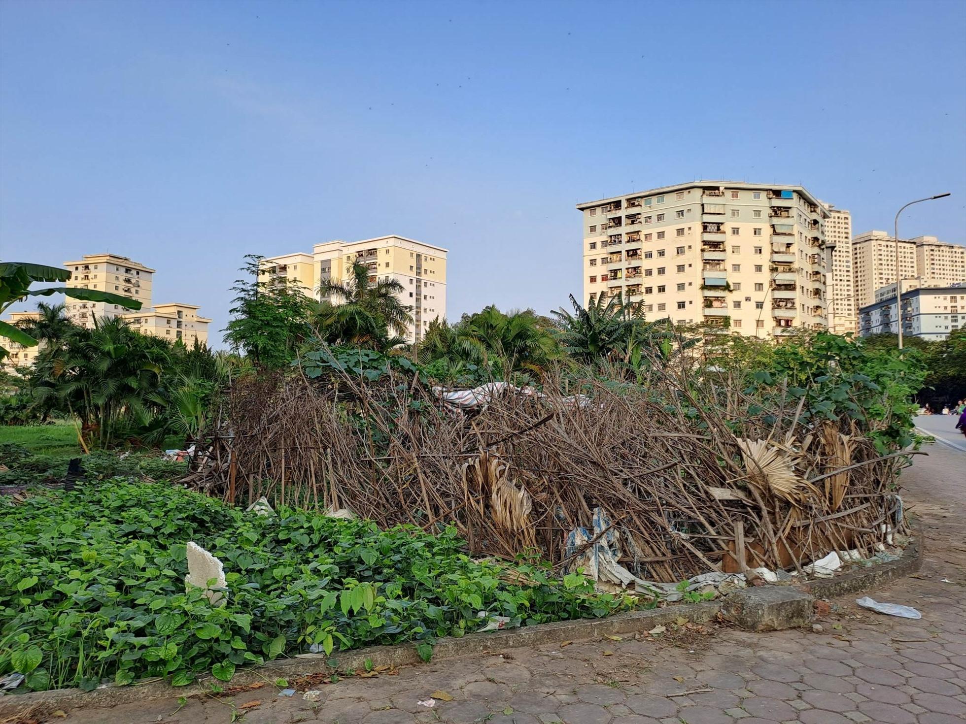 Một số người còn rào vườn hoa để trồng rau. Ảnh: Minh Hạnh