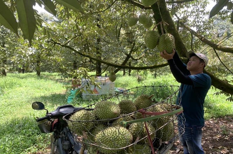 'Ngôi sao' giá trị cao của Việt Nam được Trung Quốc ưa chuộng, chưa đầy 5 tháng đã bán được 60.000 tấn - Ảnh 2.