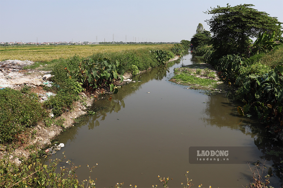 Nhiều người dân đã bỏ thửa ruộng vì không thể trồng trọt do bị ô nhiễm