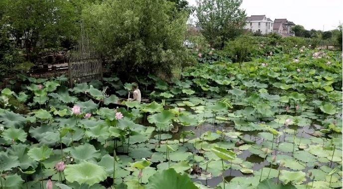 Bán nhà thành phố, đôi vợ chồng Trung Quốc về quê mua mảnh đất hoang 12.000m2 sống “tự cung tự cấp”: Tự do về cả vật chất lẫn tinh thần - Ảnh 5.