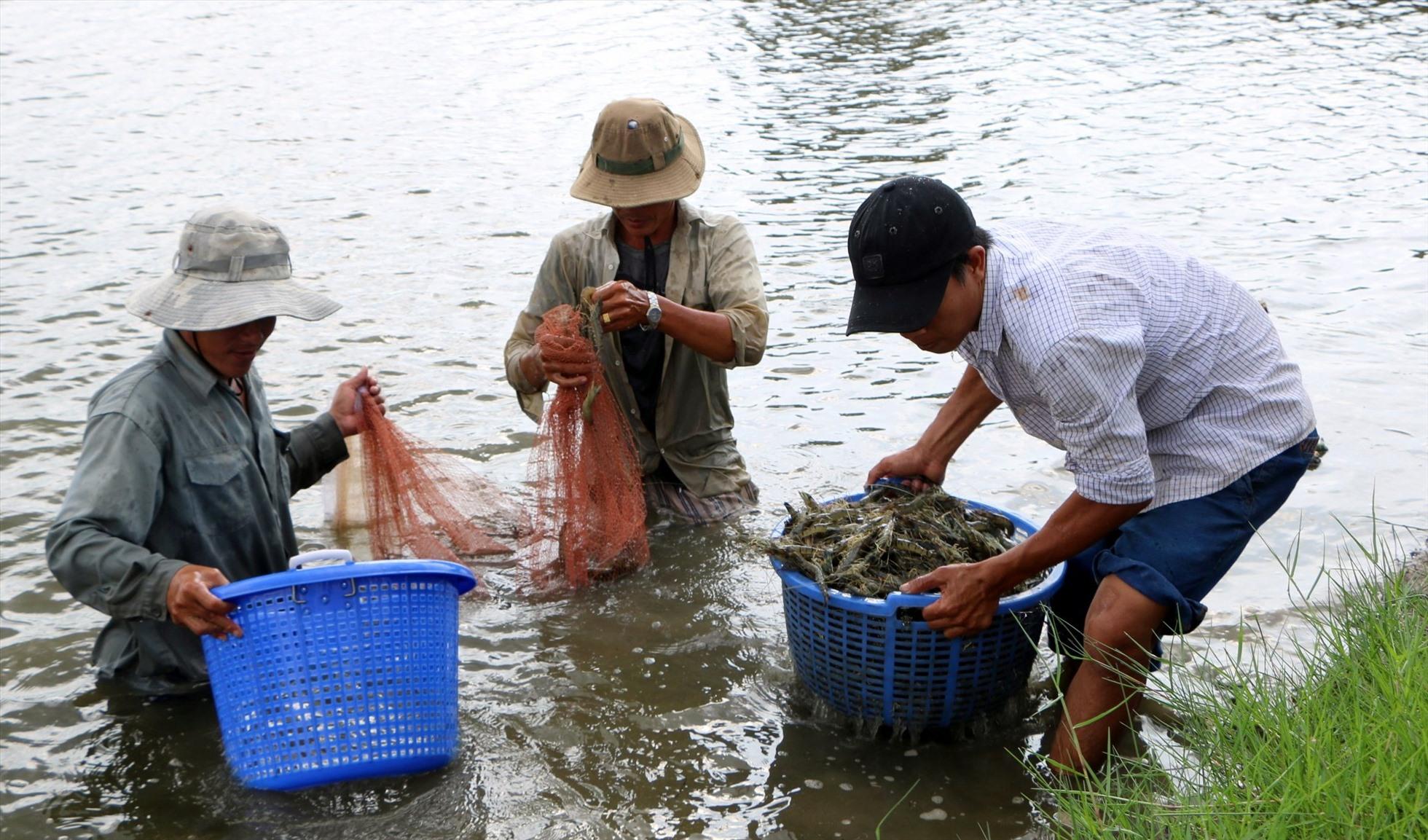 Nhiều người dân phản ảnh, thương lái ép giá bằng cách nói (không có văn bản) tôm có chất bảo quản trong thức ăn nhằm hạ giá. Ảnh: Nhật Hồ