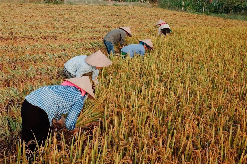 Giá gạo tăng từng ngày, tiểu thương thấp thỏm lo bị "bom" hàng