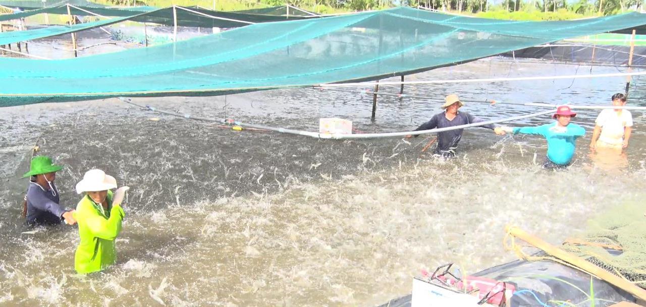 Giá tôm bấp bênh, vốn đầu vào con giống, thức ăn thì tăng khiến người nuôi gặp khó. Ảnh: Nguyên Anh