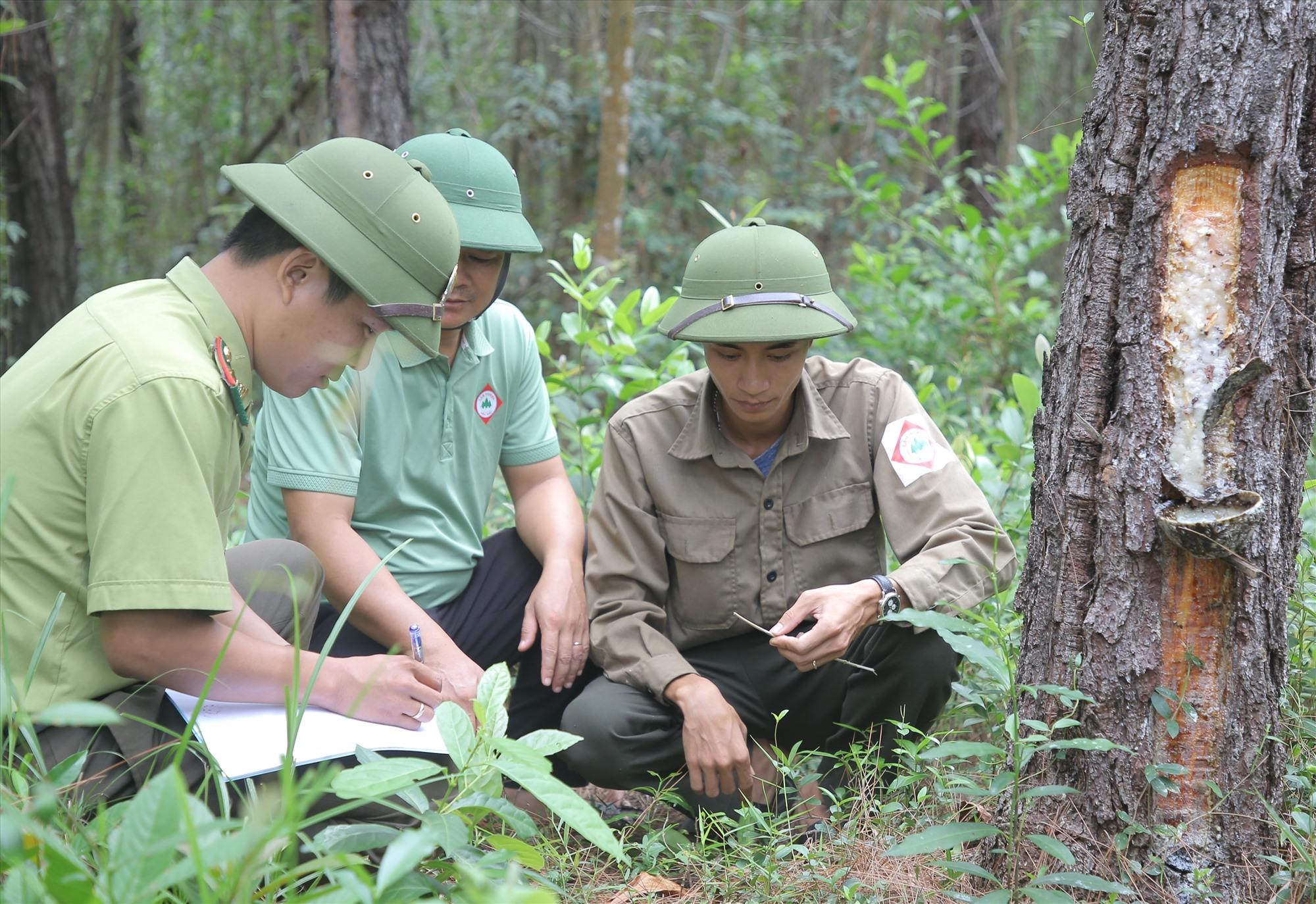 Chủ rừng cho rằng đã triển khai các biện pháp, nhưng tình trạng đầu độc thông vẫn cứ tiếp diễn. Ảnh: Hưng Thơ.