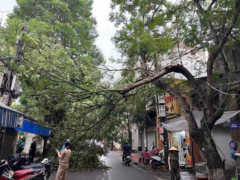 Trong sáng 28.9, tại khu vực giao đường Hồ Xuân Hương và Lý Tự Trọng, một cây xanh gẫy đổ. Lực lượng Cảnh sát giao thông trật tự Công an quận Hồng Bàng đã kịp thời có mặt phân luồng, di chuyển cây đảm bảo an toàn cho ng qua lại. Ảnh: Page Hải Phòng