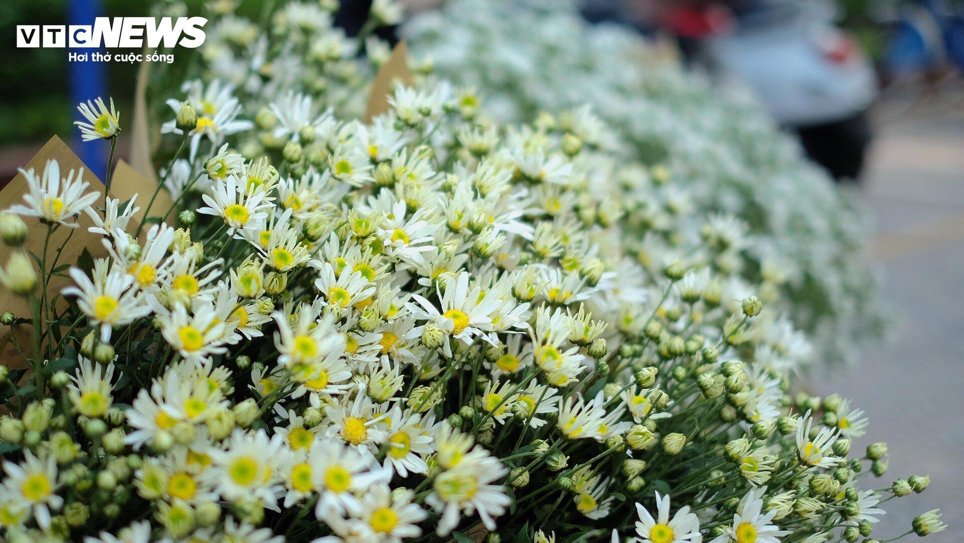 'Đặc sản' cúc họa mi đầu mùa giá chát, khách vẫn tấp nập mua - Ảnh 6. 'Đặc sản' cúc họa mi đầu mùa giá chát, khách vẫn tấp nập mua - Ảnh 6.