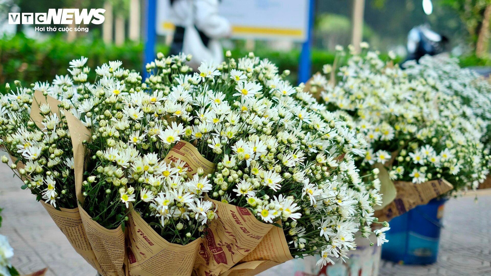 'Đặc sản' cúc họa mi đầu mùa giá chát, khách vẫn tấp nập mua - Ảnh 8. 'Đặc sản' cúc họa mi đầu mùa giá chát, khách vẫn tấp nập mua - Ảnh 8.