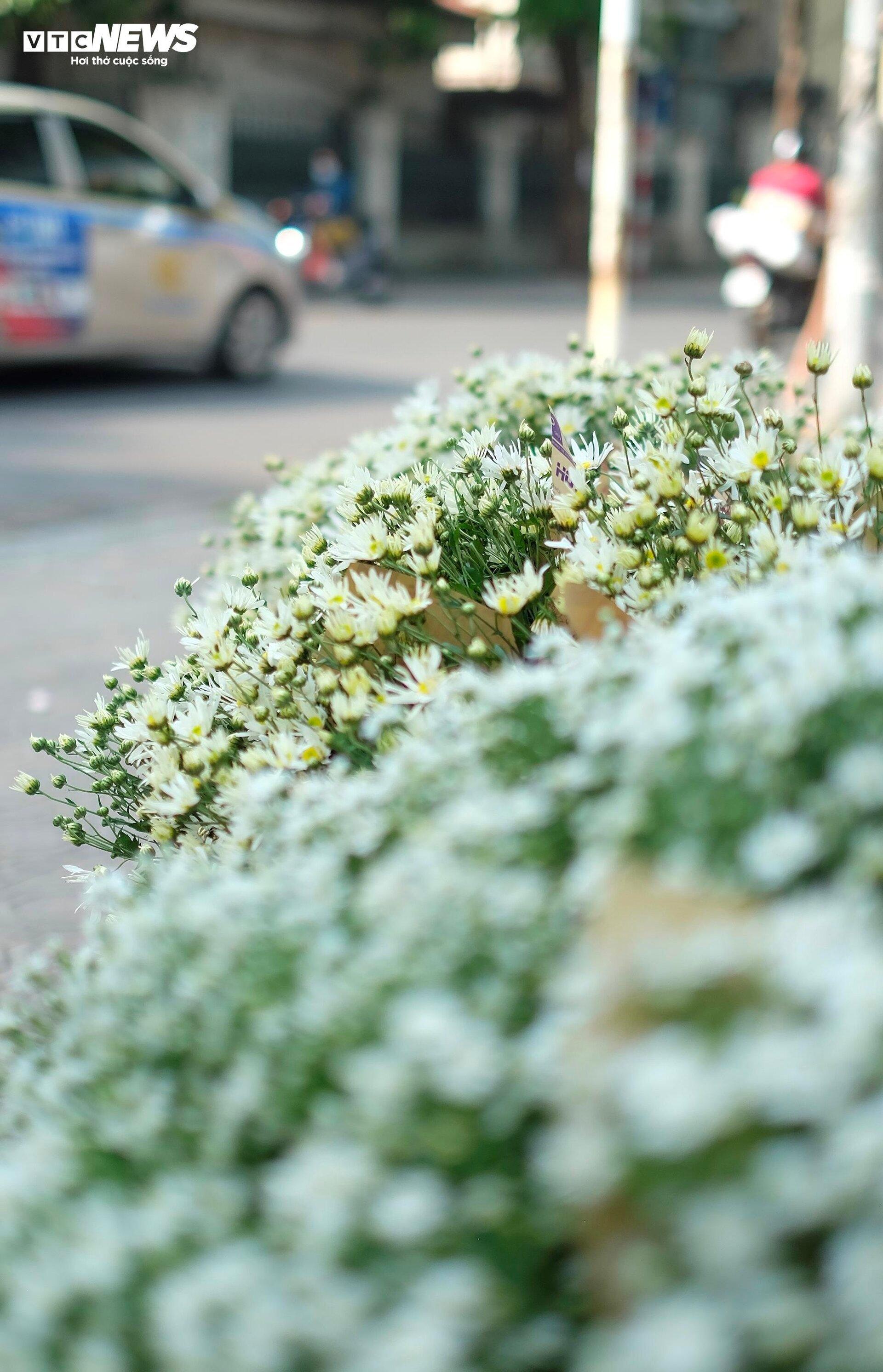 'Đặc sản' cúc họa mi đầu mùa giá chát, khách vẫn tấp nập mua - Ảnh 4. 'Đặc sản' cúc họa mi đầu mùa giá chát, khách vẫn tấp nập mua - Ảnh 4.