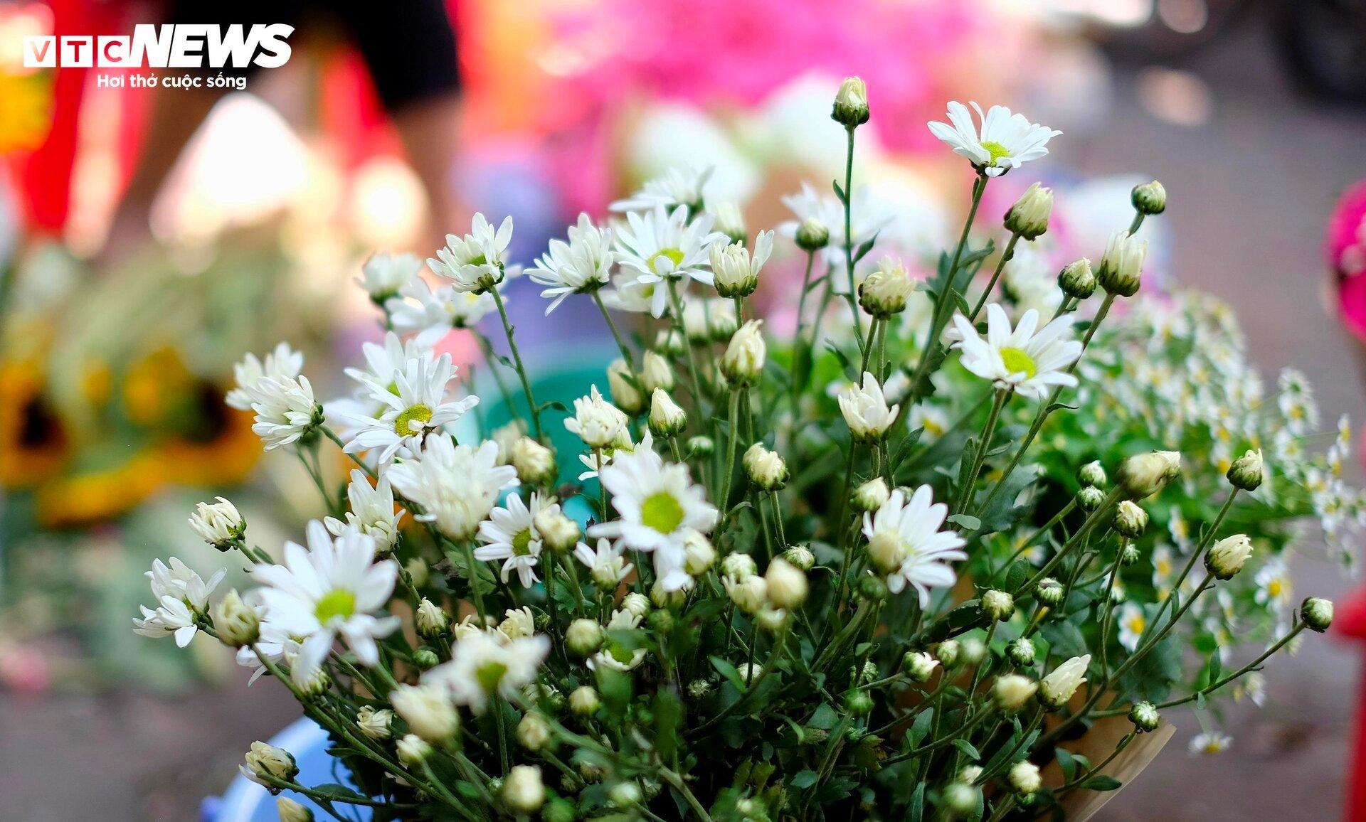 'Đặc sản' cúc họa mi đầu mùa giá chát, khách vẫn tấp nập mua - Ảnh 1. 'Đặc sản' cúc họa mi đầu mùa giá chát, khách vẫn tấp nập mua - Ảnh 1.