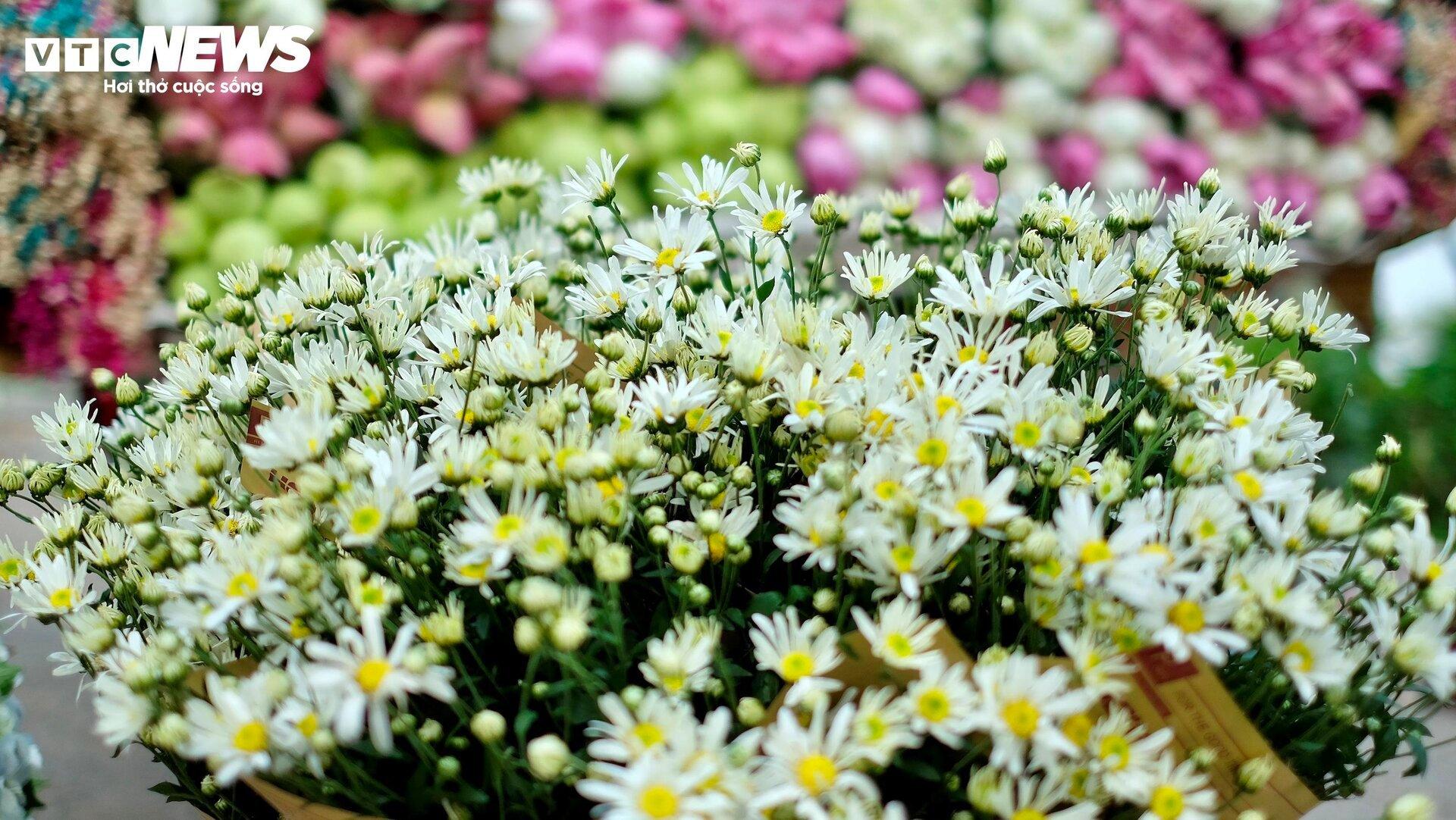 'Đặc sản' cúc họa mi đầu mùa giá chát, khách vẫn tấp nập mua - Ảnh 2. 'Đặc sản' cúc họa mi đầu mùa giá chát, khách vẫn tấp nập mua - Ảnh 2.