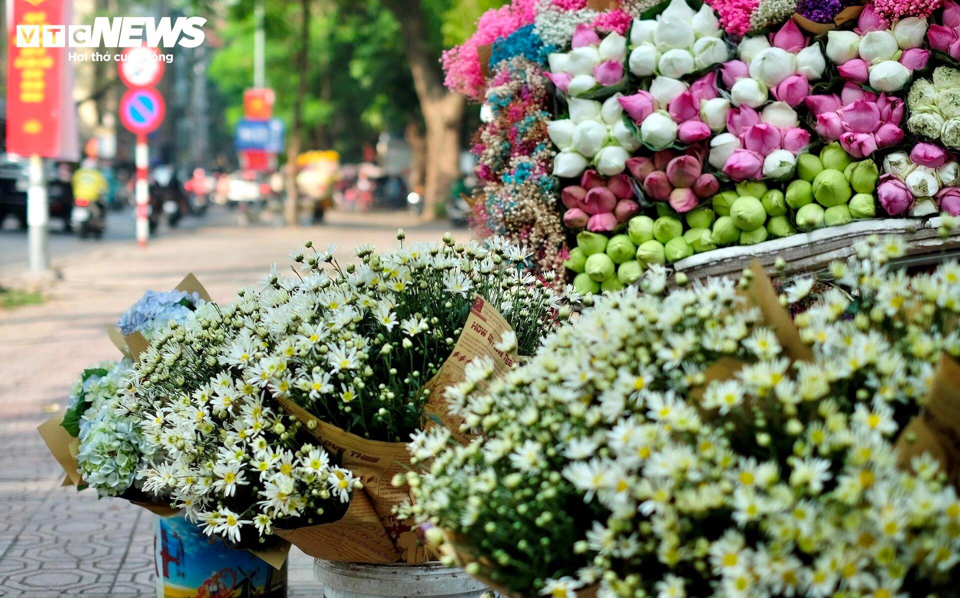 'Đặc sản' cúc họa mi đầu mùa giá chát, khách vẫn tấp nập mua - Ảnh 10. 'Đặc sản' cúc họa mi đầu mùa giá chát, khách vẫn tấp nập mua - Ảnh 10.