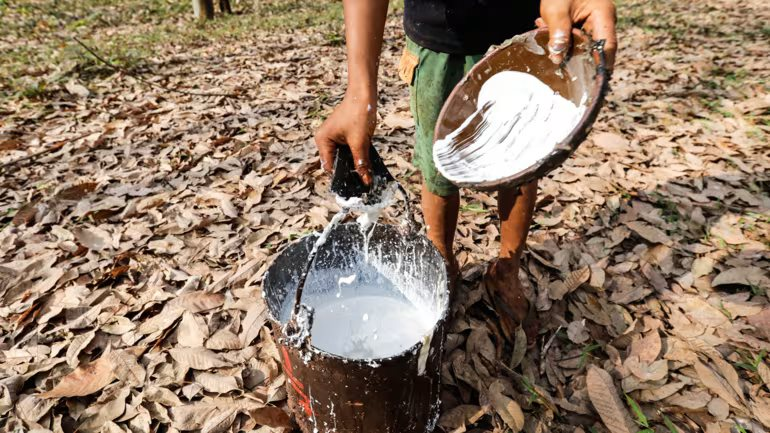 Ngành cao su, cà phê ĐNÁ ảnh hưởng mạnh vì quy định mới của Châu Âu - Ảnh 2.