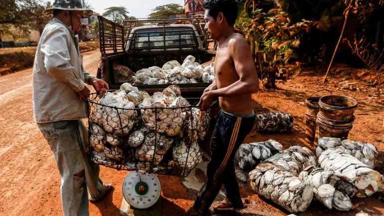 Ngành cao su, cà phê ĐNÁ ảnh hưởng mạnh vì quy định mới của Châu Âu - Ảnh 3.