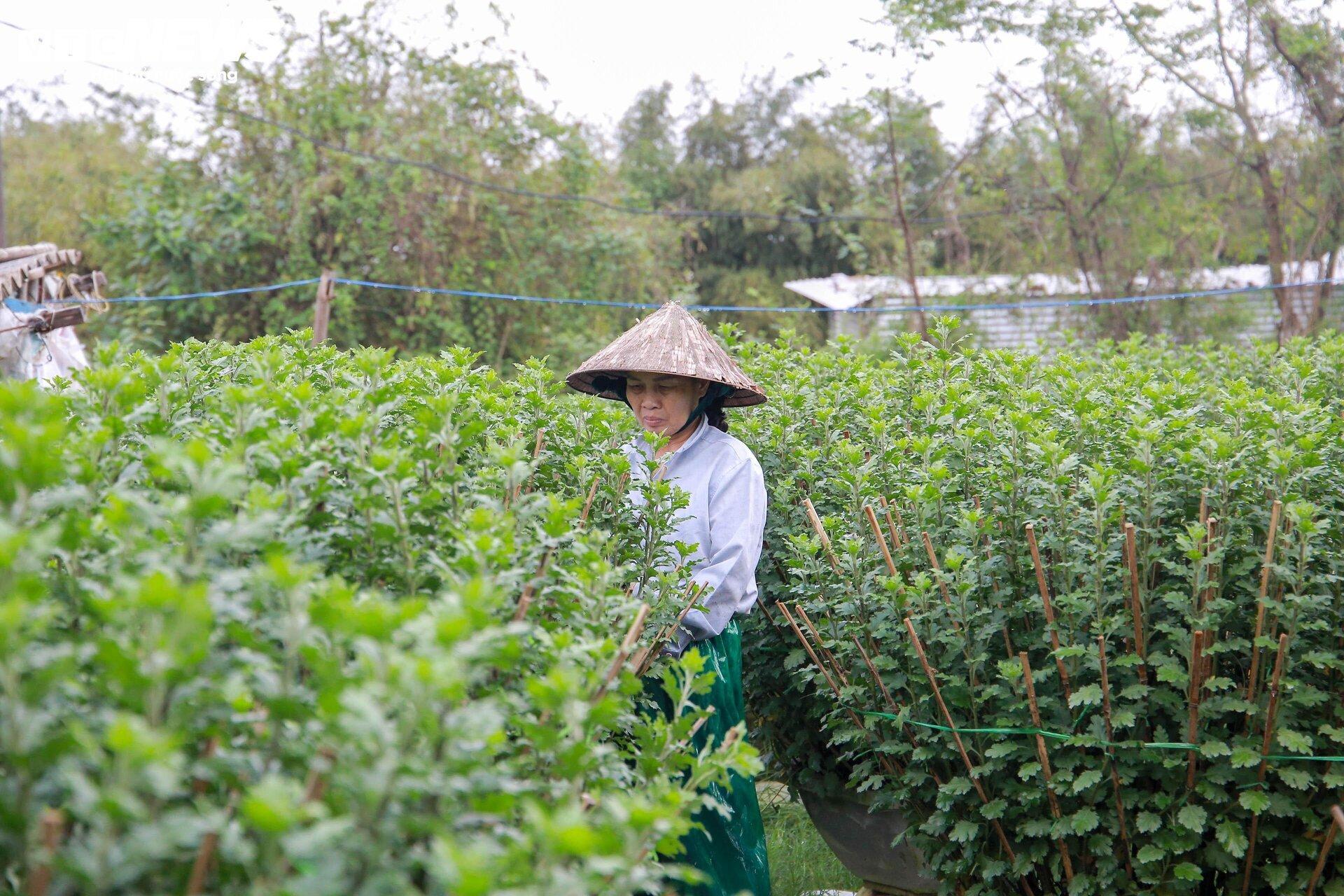 Loài hoa 'đặc biệt' giúp dân xứ Huế thu trăm triệu dịp Tết - Ảnh 12.