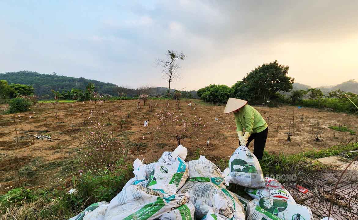 Các bao phân được chuyển tới để ủ gốc cung cấp dinh dưỡng cho cây đào mới trồng lại.