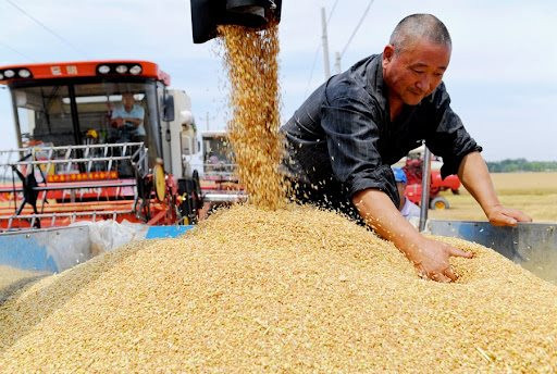 Bê bối vỡ lở ở Trung Quốc: Lúa cao 2 mét và lúa trồng nước biển hóa ra chỉ là "bánh vẽ", không thần kỳ như lời quảng bá - Ảnh 1.