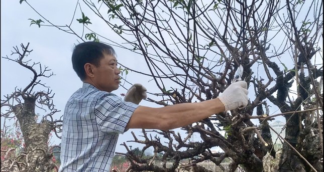 Đào 'khủng' đi đâu, về đâu sau vụ Tết sóng gió? - Ảnh 2.