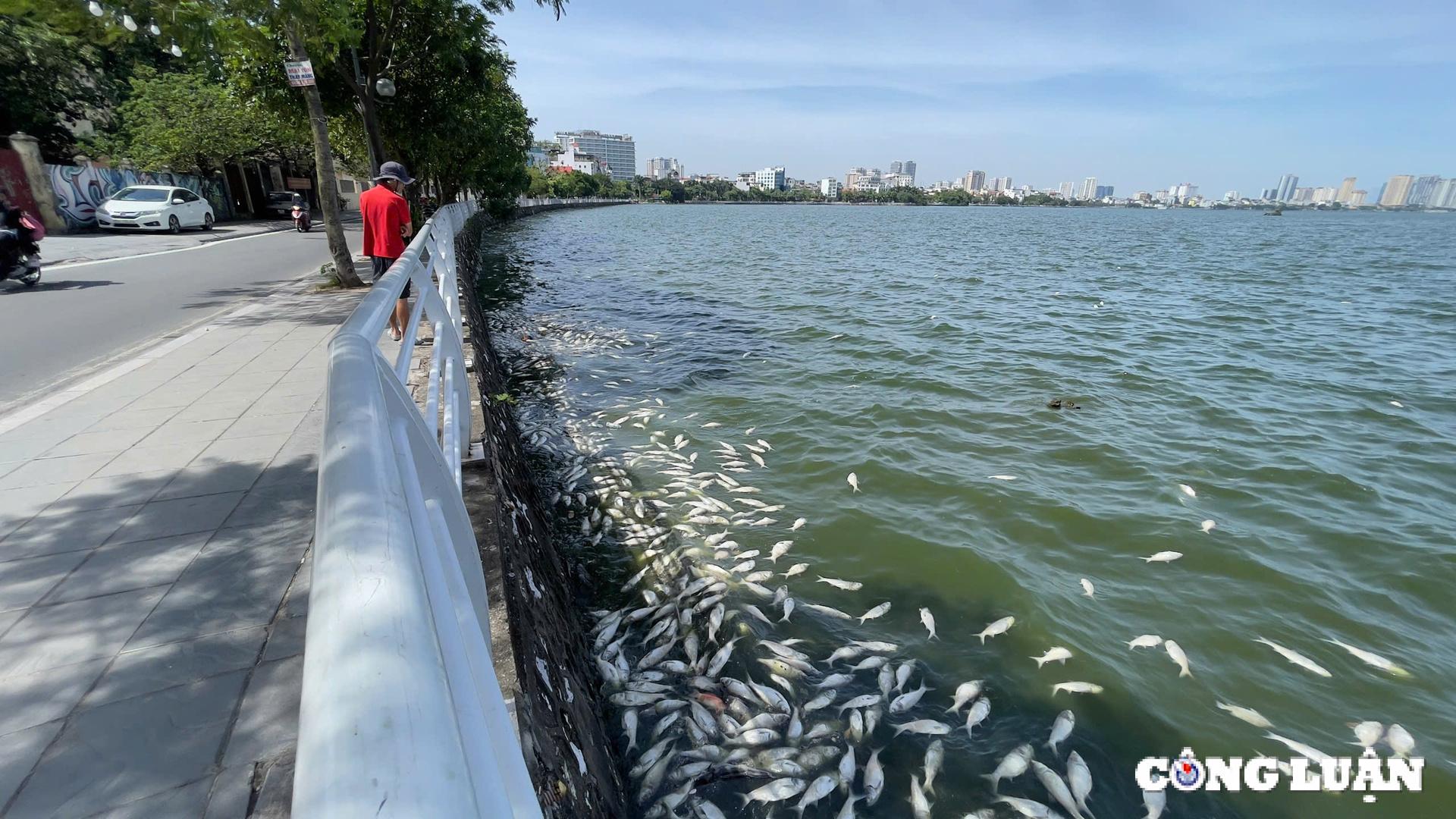 ha noi ca lai chet noi trang mat nuoc ho tay hinh 5