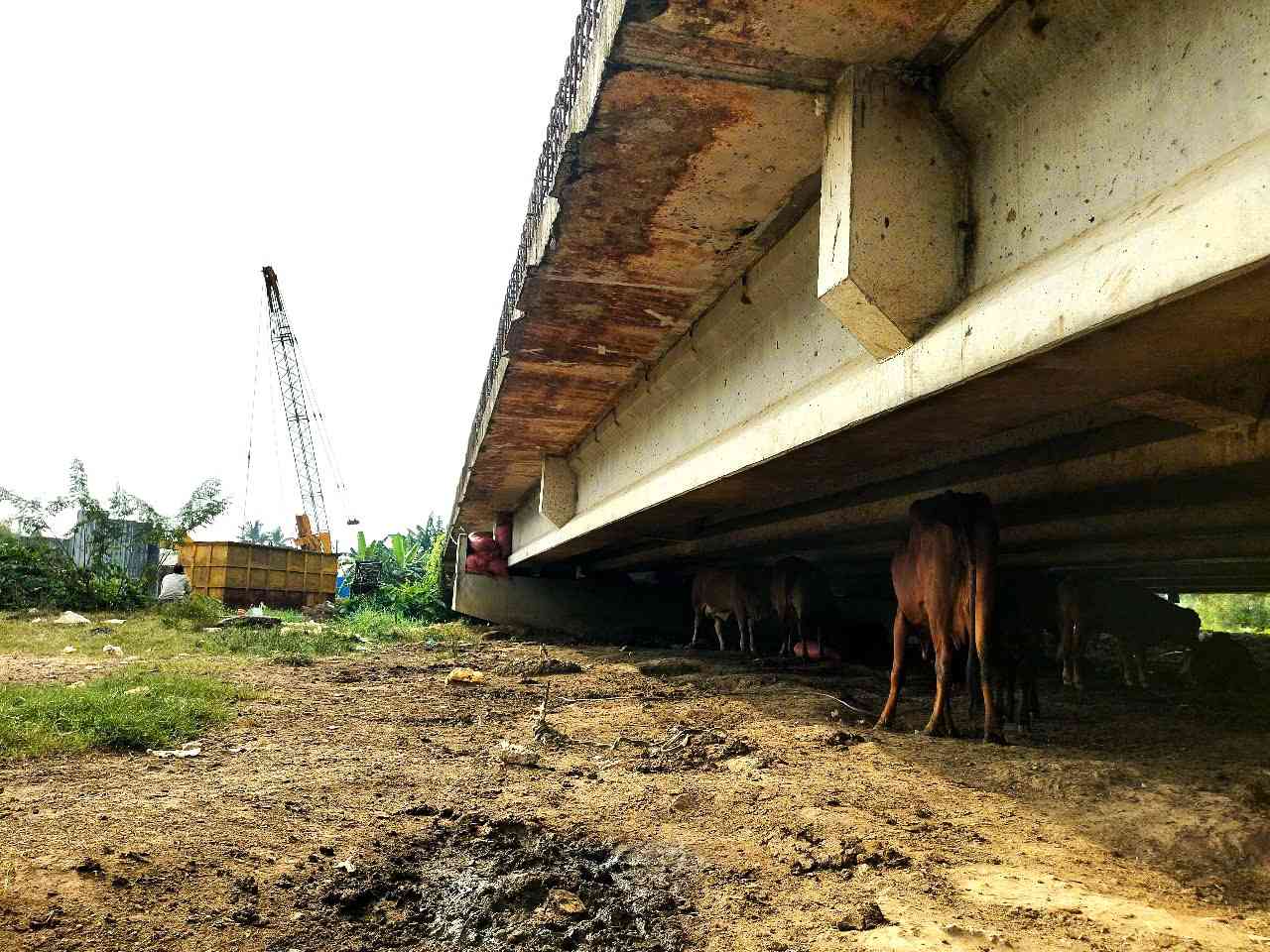 Công Vành đai 2 trở thành nơi nuôi bò của người dân. Ảnh: Minh Quân