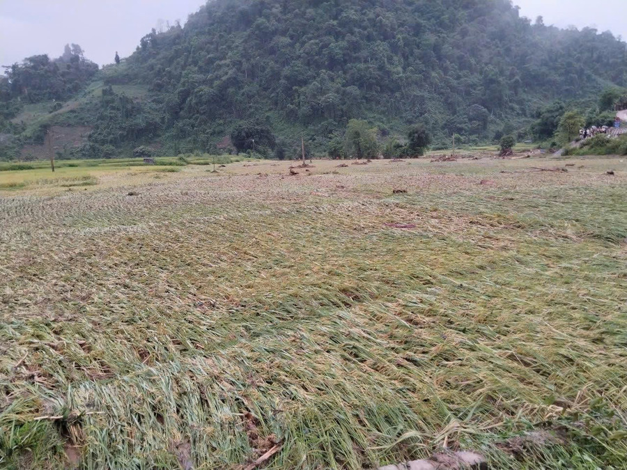 Hàng chục hecta hoa màu của người dân bị hư hỏng. 94f1fdc4628dd6d38f9c.jpg