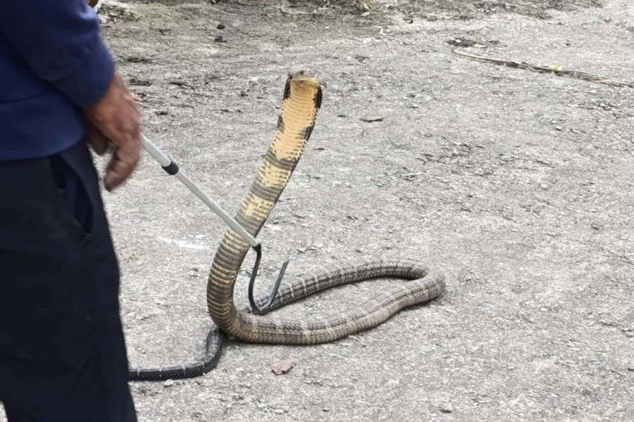 Các chuyên gia cho biết, sự nóng lên toàn cầu có thể khiến rắn độc thích nghi và định cư ở những nơi có độ cao lớn hơn. Ảnh: Subodh Acharya