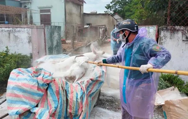 Dịch tả lợn châu Phi phức tạp, Hà Tĩnh ra công điện khẩn cấp phòng chống