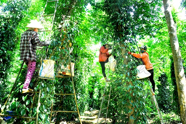 Thời gian thu hoạch cây hồ tiêu thế nào cho chất lượng tốt - Farm Store