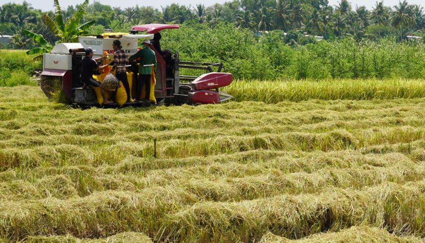 Thời tiết bất lợi ảnh hưởng đến năng suất, chất lượng lúa Hè Thu 2025 tại nhiều địa phương ở ĐBSCL. Ảnh: Phương Anh