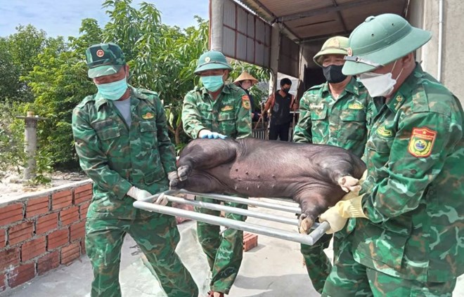 Dịch tả lợn châu Phi lan rộng, Quảng Trị giám sát chặt cơ sở giết mổ động vật