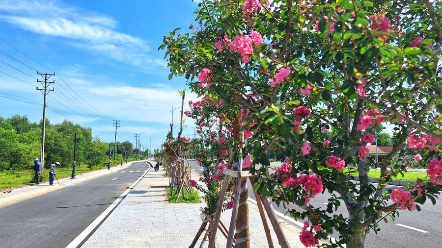 Những hàng cây hoa tử vi trên đường. 12.jpg