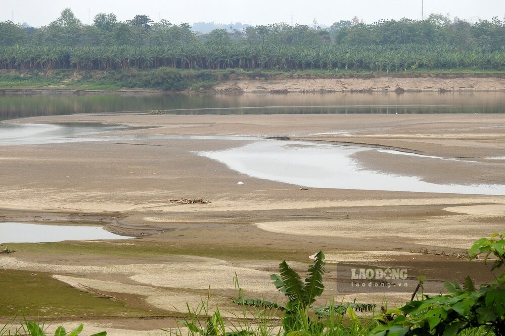 Trong mùa cạn, trên sông Thao có vô số cồn cát khổng lồ giữa sông, dòng chảy thu hẹp. Ảnh chụp đầu tháng 4.2025.